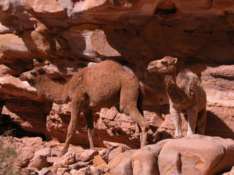 jordania063