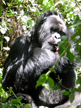 rwanda26