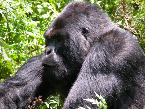 rwanda27