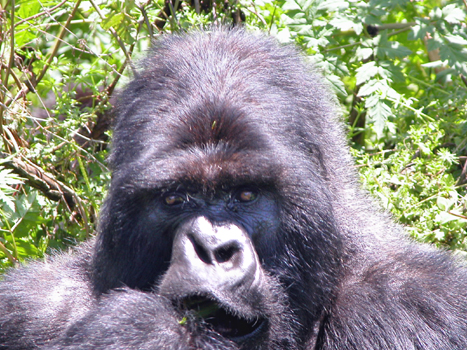 rwanda28