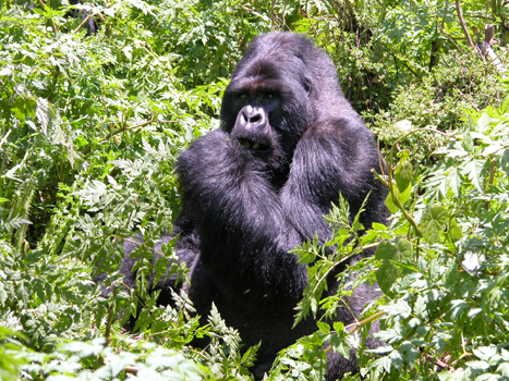 rwanda29