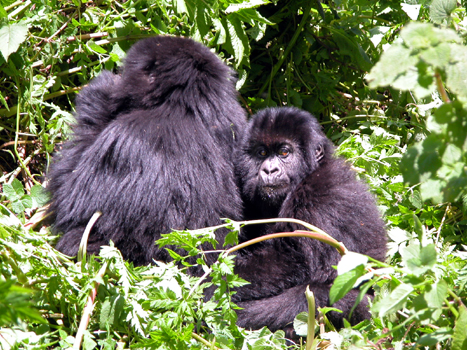 rwanda31