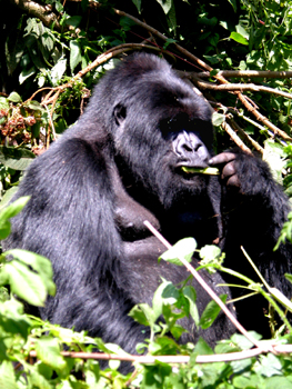 rwanda33