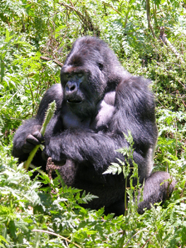 rwanda34