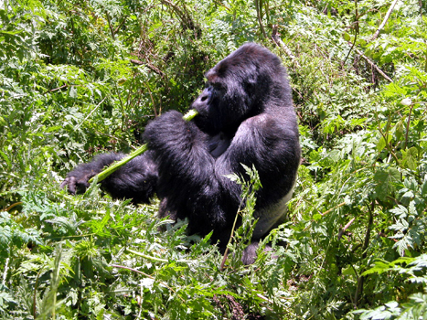 rwanda35