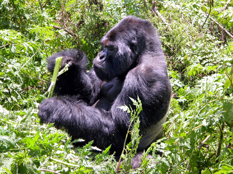 rwanda36